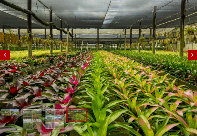 Commercial/Sale/South Florida Nursery